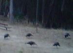 Turkeys at my campground