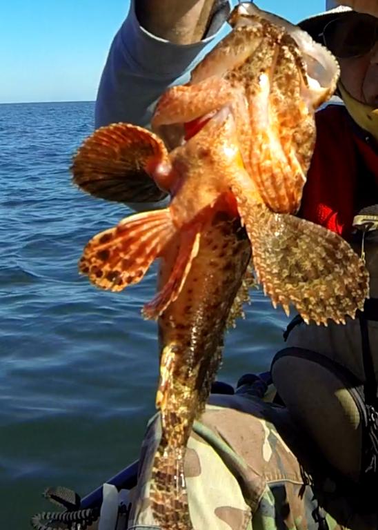 N14 sculpin