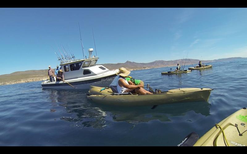 Great white rescue