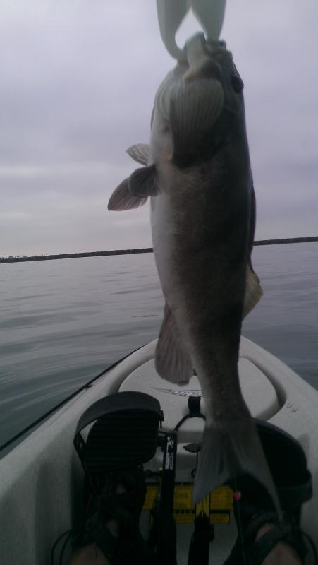 Yellow Fin Croaker at Alimitos Bay