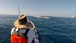 Thresher shark getting airborne after a 1/2 mile sleigh ride and using it's tail to break my 65lb braid line.