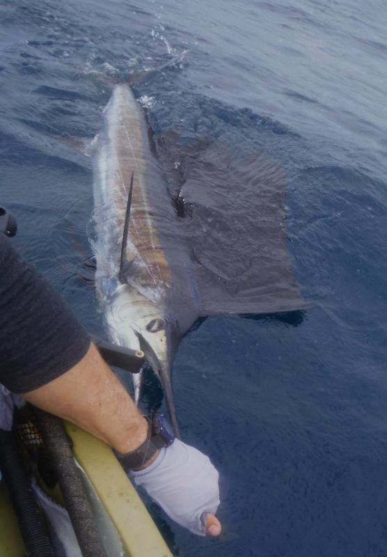 Another Sailfish