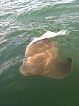 Bat ray that pulled me around the bay for 45 minutes. Jumped clean out of the water. Suprised the hell out of me.