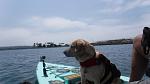My Dog Holly 1st ride on the SOLO SKIFF on Mission Bay 9-2-2020