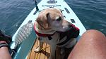 My Dog Holly's 1st ride on the SOLO SKIFF on Mission Bay 9-2-2020
