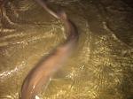 Little Smoothhound 1