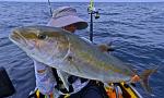 Another Catch and release Amberjack