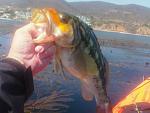 Calico Bass