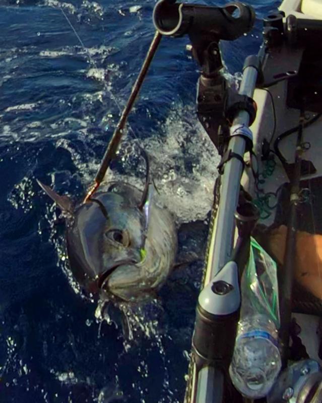 Blackfin Tuna taken on a vertical jig, on the gaff about to be landed.