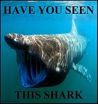 Basking shark OUTREACH POSTER