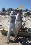 PB Amberjack - 61lbs