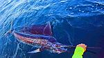 Reviving a Sailfish