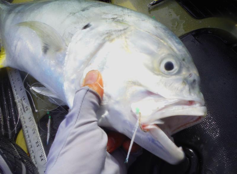 Cravelle Jack while fishing for bait on a Sabiki rig.