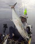 Monster King mackerel in Bahamas