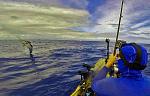 Sailfish jumping close