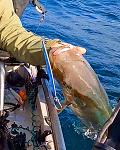 Unhooking an Amberjack for CPR
