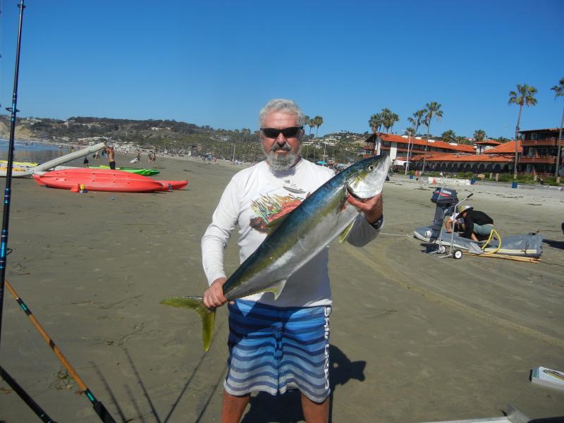 Another beautiful La Jolla Yellowtail on the beach. Picture was taken by the Dept. of Fish and Wildlife agent taking fish catch statistics.