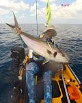 The 8th Catch Photo Catch and Release Amberjack(smallest) of the day of a good workout!  Note this fish had a chunk of it's gill plate cover missing...