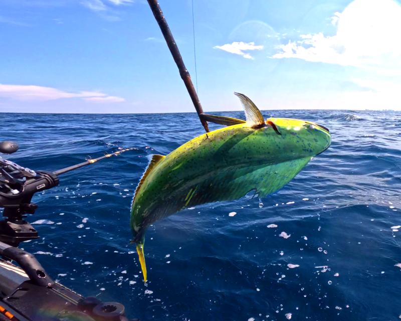 Kayak Mahi on the gaff - 2023