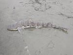 Leopard Shark From Bay...Thought it was a Halibut