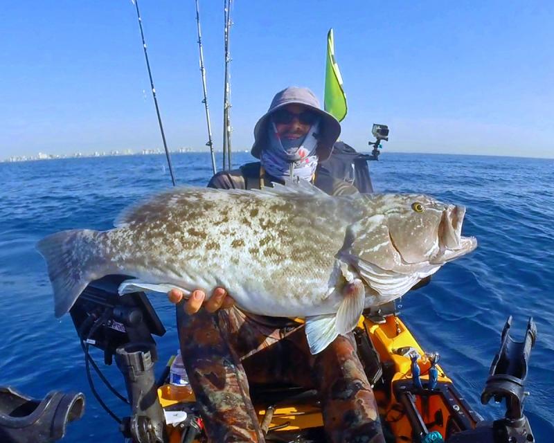 Finally a Gag Grouper -- out of season, released.