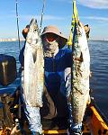 Limit of King Mackerel taxed by Barracuda