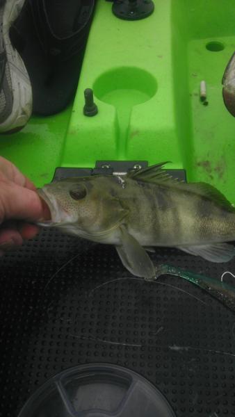 First fish caught from my kayak!  LOL