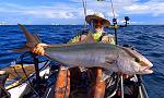 Catch and Release Amberjack