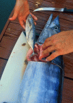 The Little Tunny that caught the Wahoo.  The remains of two more were also found in the gut.