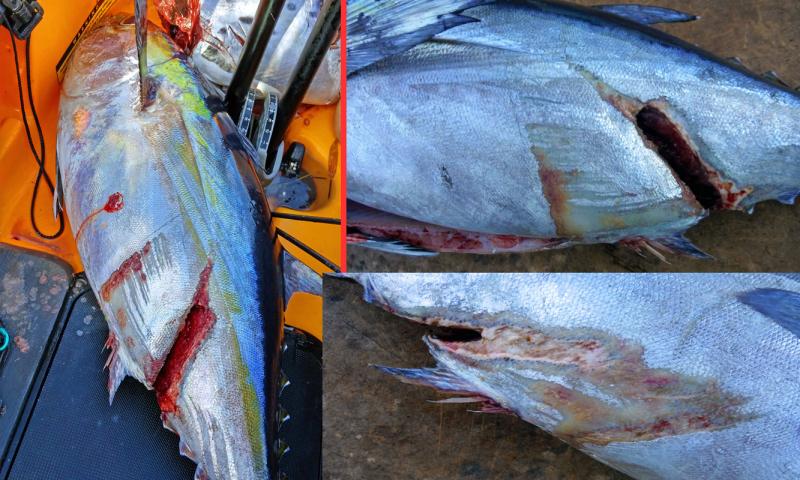 Originally suspected a billfish, but based on the scarcity of billfish and the repeated reports of Wahoo chasing hooked Blackfin, probably the latter.   Way too clean for a Barracuda strike, could have been a huge King Mackerel.