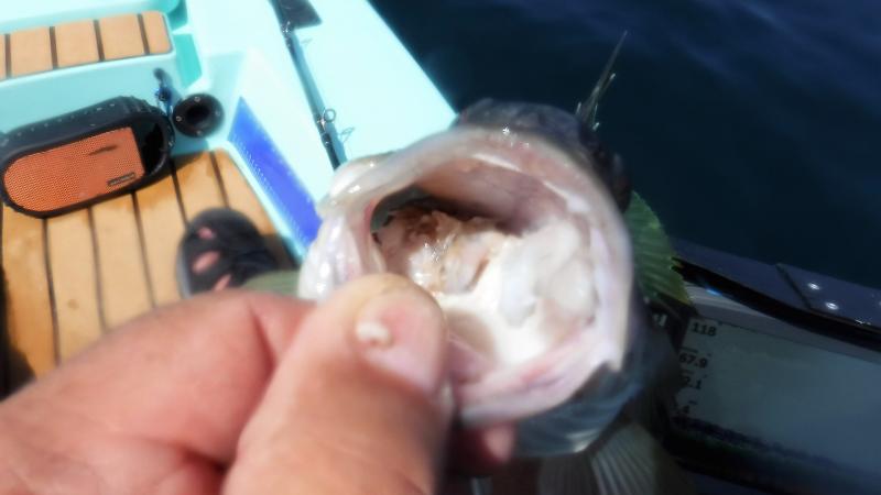 This guy still had a mouth full he hadn't swallowed when he took my Salas 6x at the bottom.